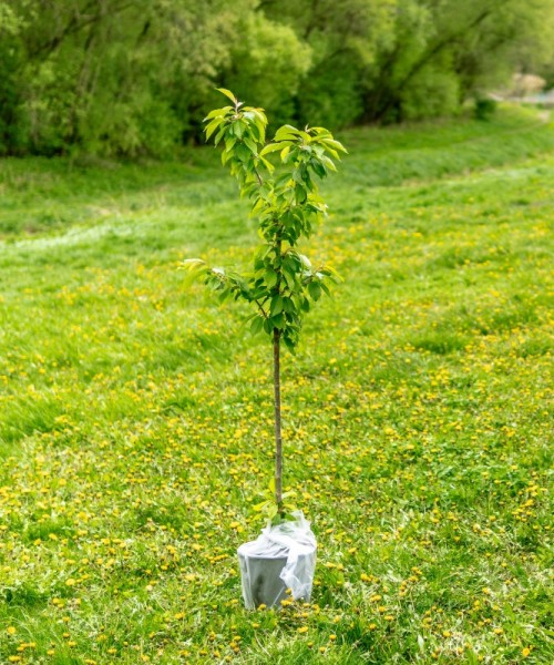 Gestion optimisée de la plantation d’arbres sur le domaine privé